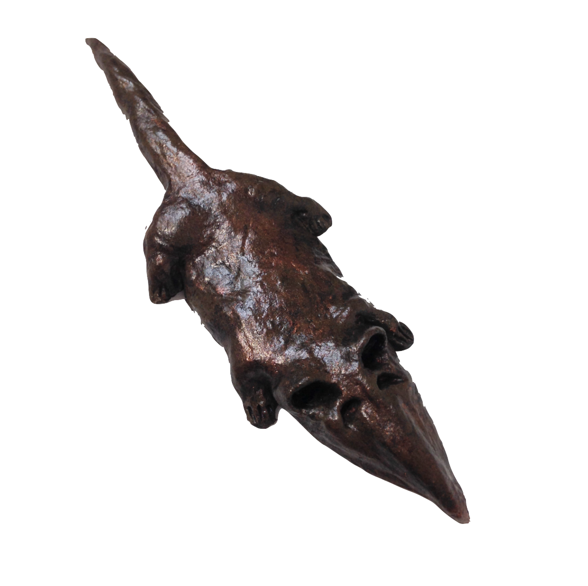 musaraigne d'Egypte détourée